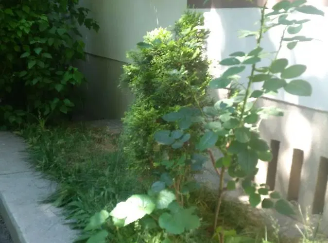 Simona * Βουκουρέστι